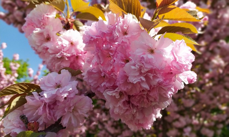 Szeretettel köszöntjük az ÉDESANYÁKAT!