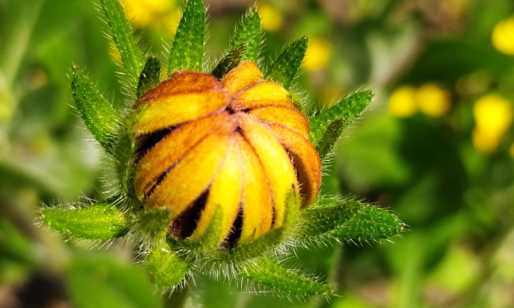 Tavaszváró fotós séta - Wekerlei világjárók :: 2026.02.09-28.