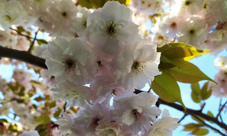 2021. évi május havi online programok a Wekerlei Könyvtárban