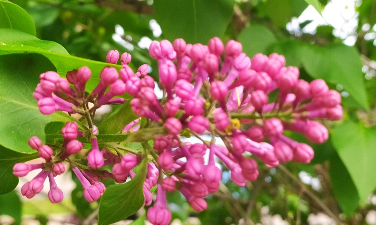 Versek anyákról és gyermekekről - Versbarátok klubja :: 2025.05.03.