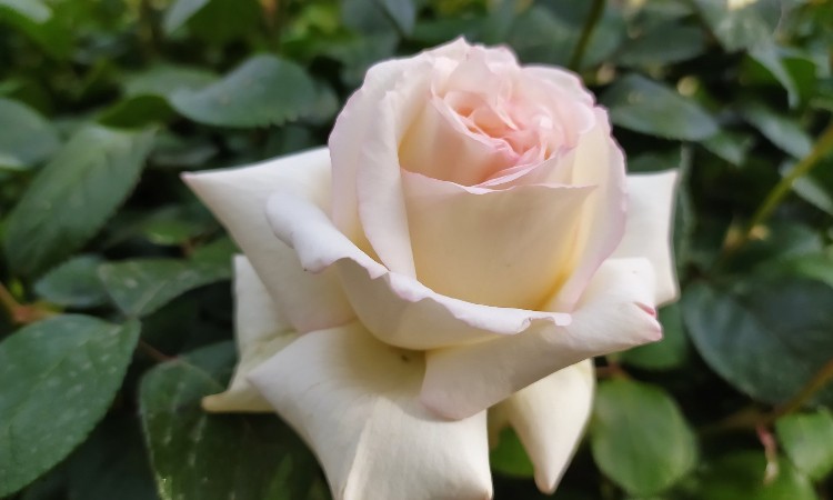 Szerelmes versek Bálint napra :: 2025.02.12-14.