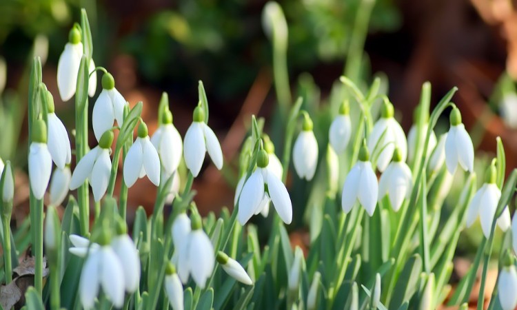 2021. évi február havi programok a Wekerlei Könyvtárban